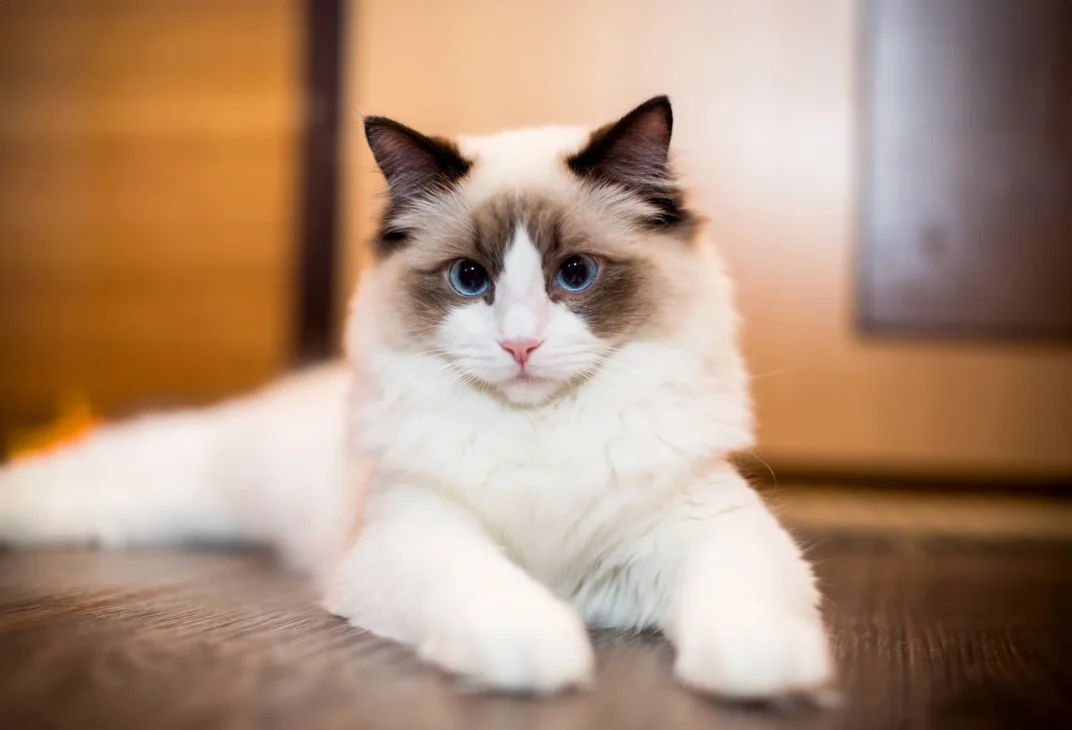 kucing ragdoll berbulu putih