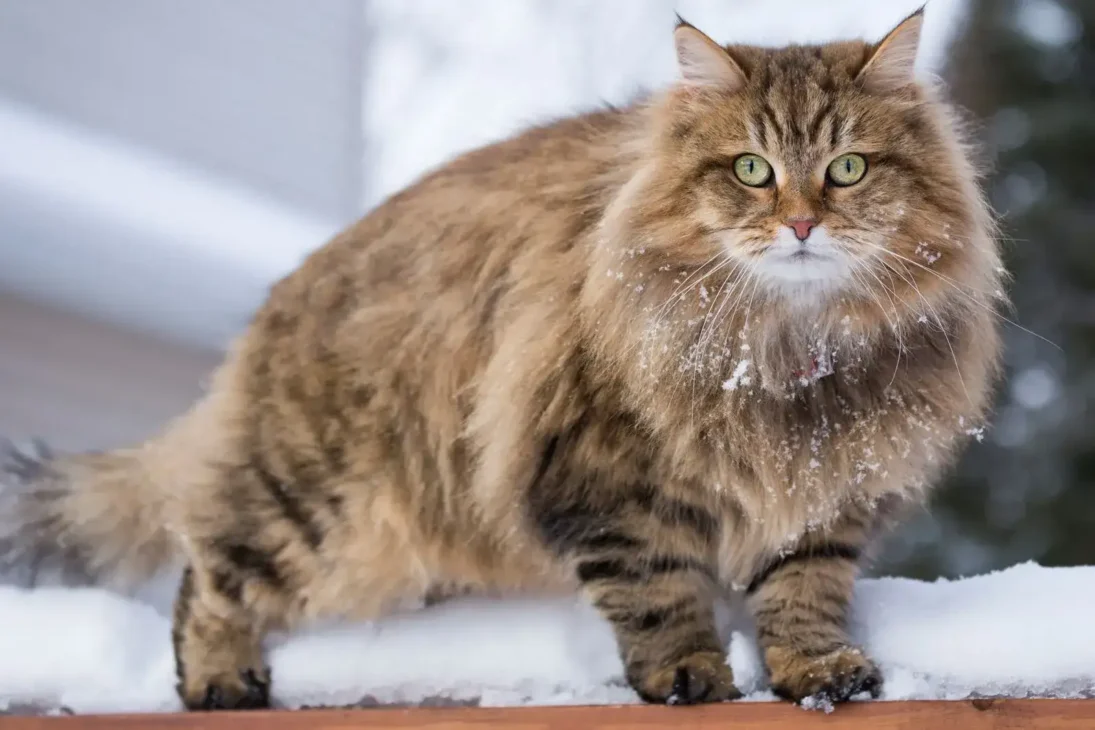 kucing siberian cat dengan bulu bersalju