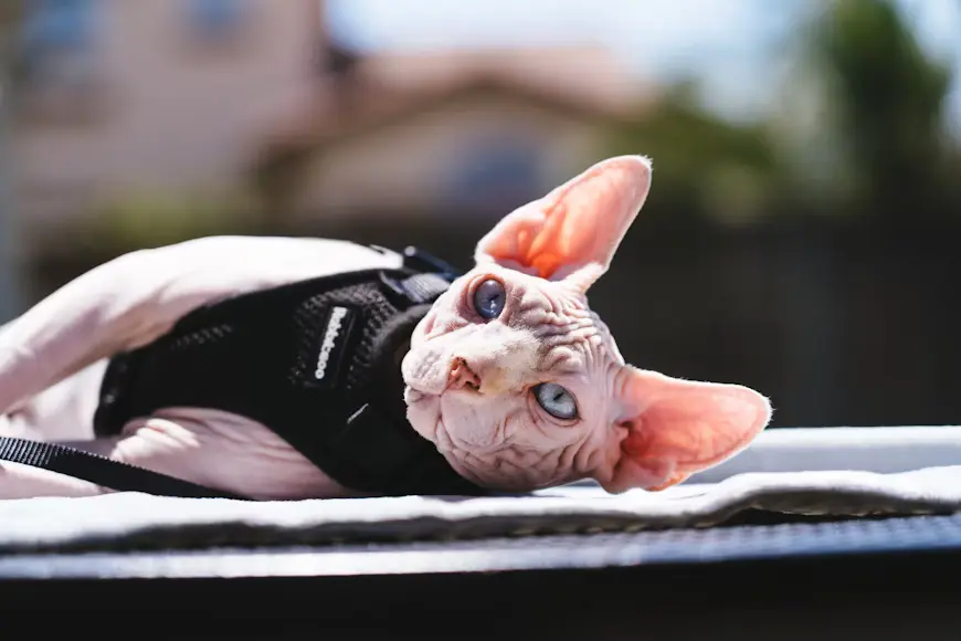 kucing sphynx sedang berbaring