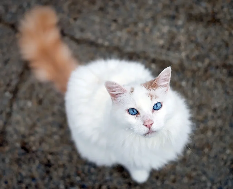 kucing turkish van bermata biru cerah