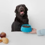 anjing lucu berwarna hitam diberikan makan