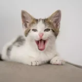 kucing dalam rumah mengeong