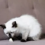 kucing hitam putih mencium makanan