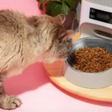 kucing makan di smart feeder